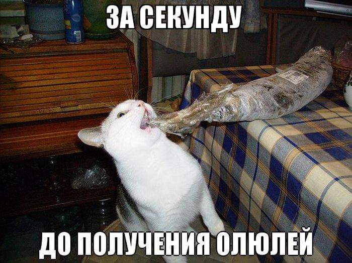 Котяра: Не жадничайте!..