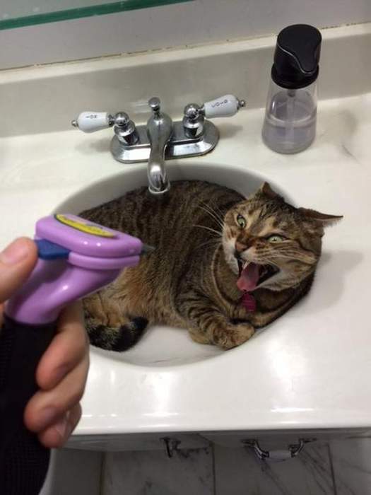 Я те щас отрежу!!!
