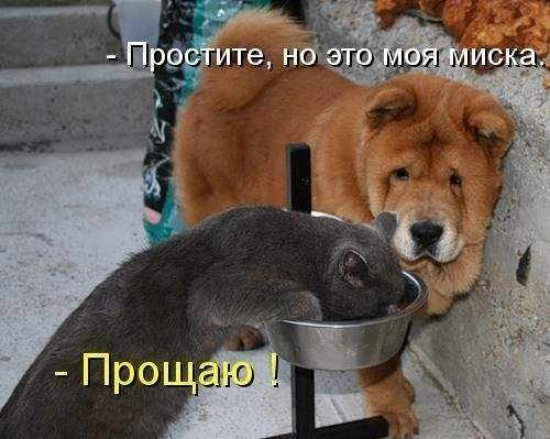 – Барсик, у меня даже слов нет от такой наглости! – Вот и стой молча.