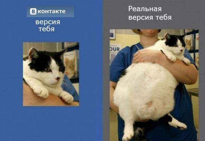 Сделать домашнего питомца уродом- смысл жизни каждого дебила!