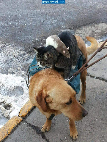 бременские музыканты