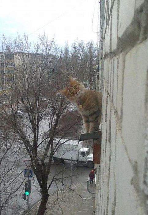 Хозяин, а что это ты у соседки делаешь?