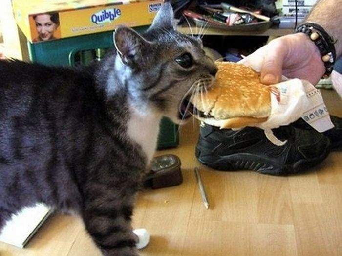 А котик всего лишь зевнуть пытался......