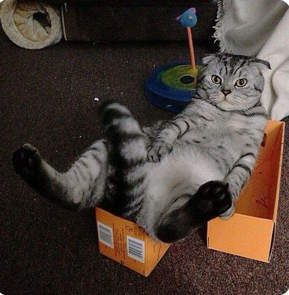 Меня в этой коробке принесли? Ты гонишь...