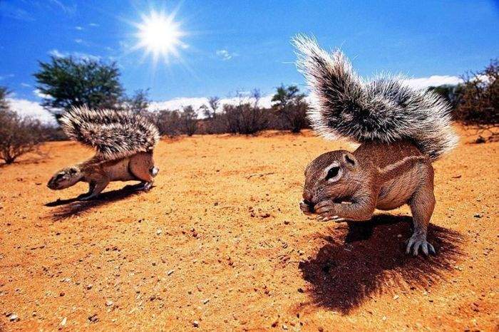 кажись у меня солнечный удар, аж две белки разом пришло....
