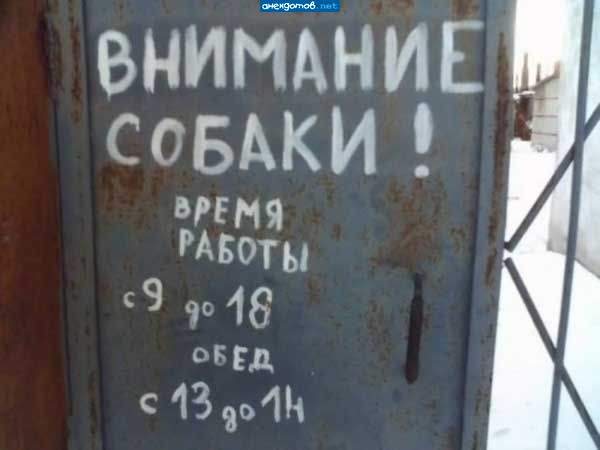 режим работы собак