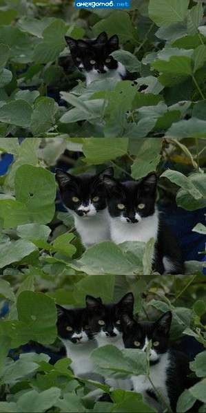 Котометрическая прогрессия
