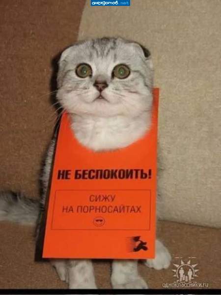 А я че? Хозяин посадил у входа в квартиру.