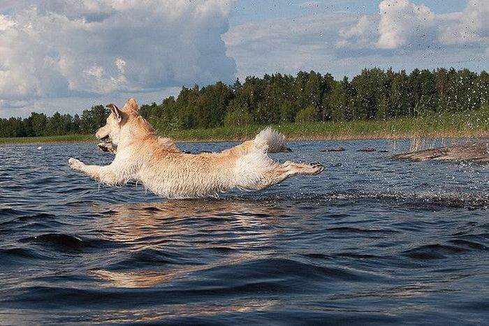летучий Гавгандец