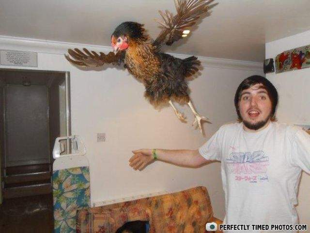 два ПЕТУХА