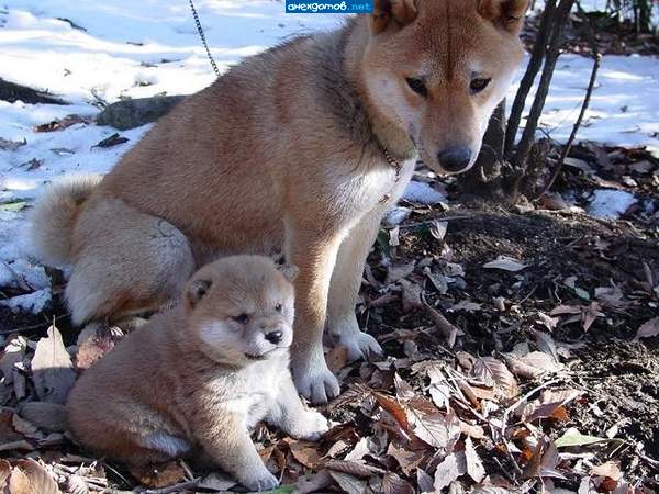 ведмежонок:)