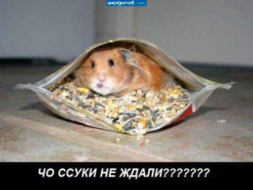 попадос