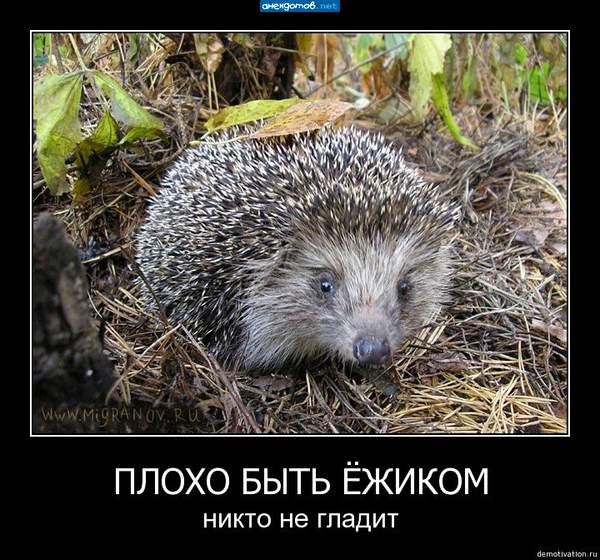 и ежу понятно