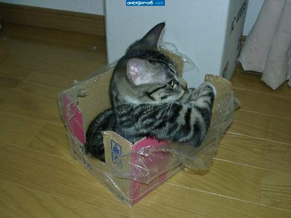 это наша кощёнка в коробчонке приехала