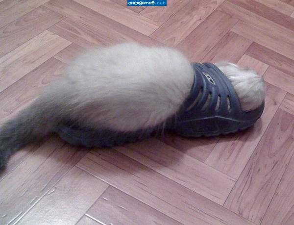 нанюхался
