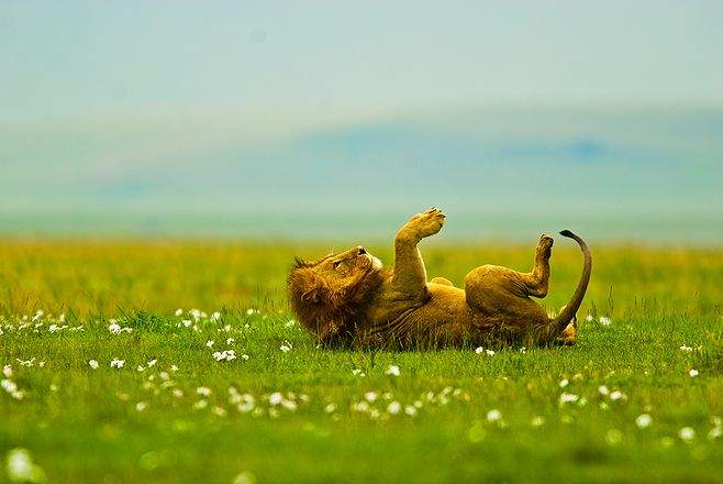 Кот...он и в Африке - кот.....)))))