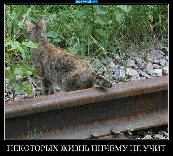 Длинновато как то... ещё чуточку поркаратить надо!
