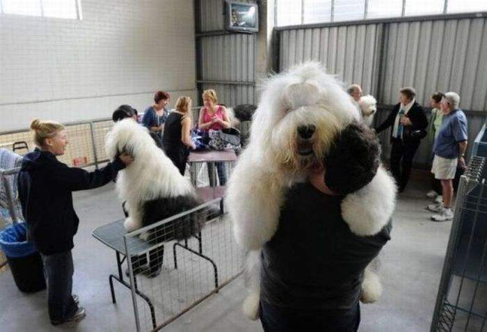Хозяин, уйдем отсюда!