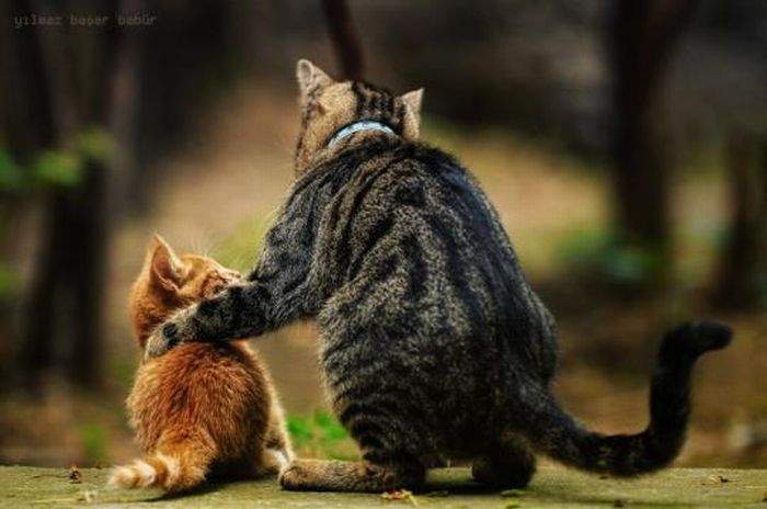 Ты рыжий, знай одно - мы кошки, лучшие...