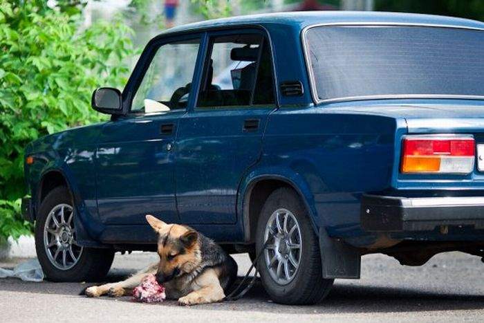 Жалко собакина. Справа залезут в салон и по газам...