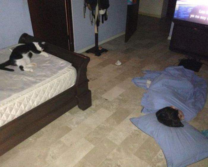 Угадай, кто в доме хозяин?
