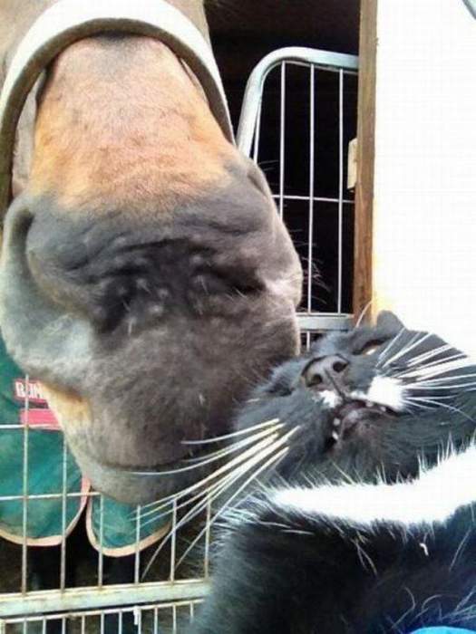 - я уважаю Кота. - а я уважаю Пирата