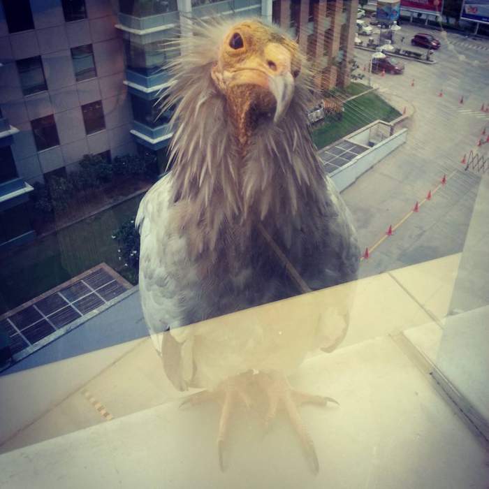 Маша, а почему стервятник за нашим окном? Маша! Не молчи...