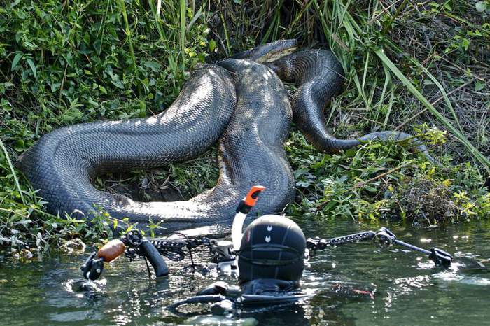 а в водолазах-то я гораздо длиннее!