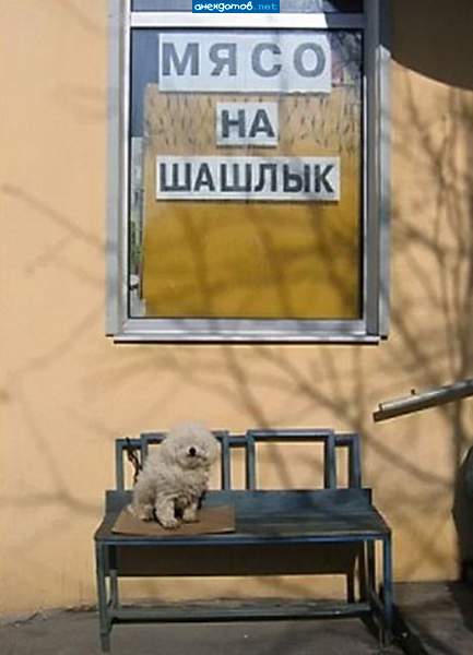 А кота Ваську уже купили