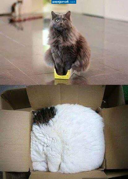 Кот растет, а привычки остаются))))))