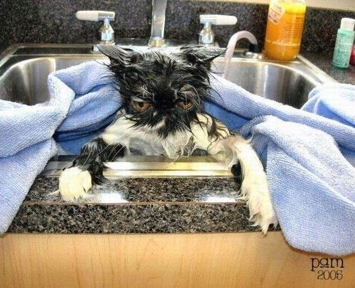 кошачий панк
