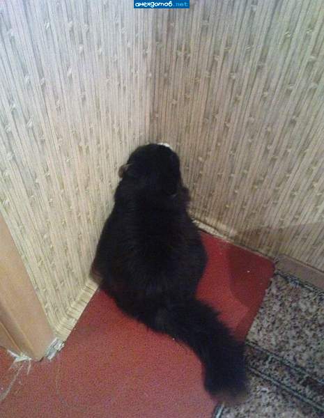 вуглускр?
