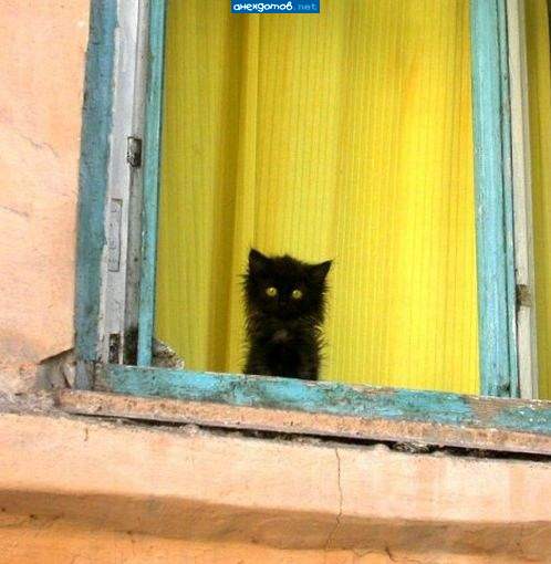 котенок по имени Гав