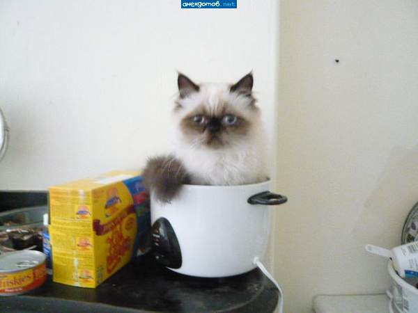 Суп с котом или из кота!?