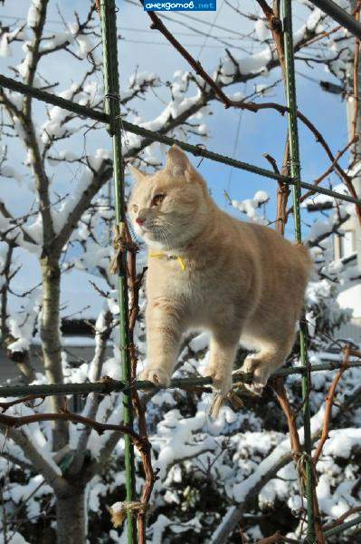 канатокотец