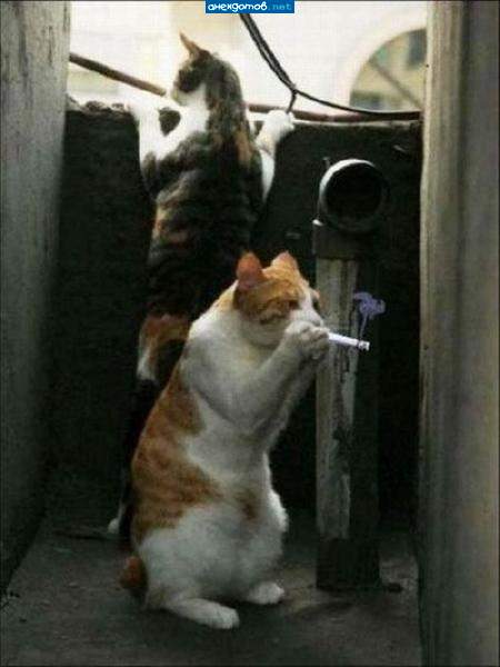 Барсик смотри крокодилы летят ..........!