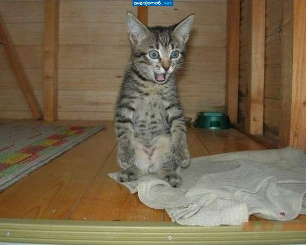 Мыши,ну вы забурееели!!!