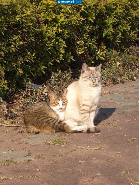 Эх, Мурка, ты мой Муреночек! Мурка, ты мой котеночек!