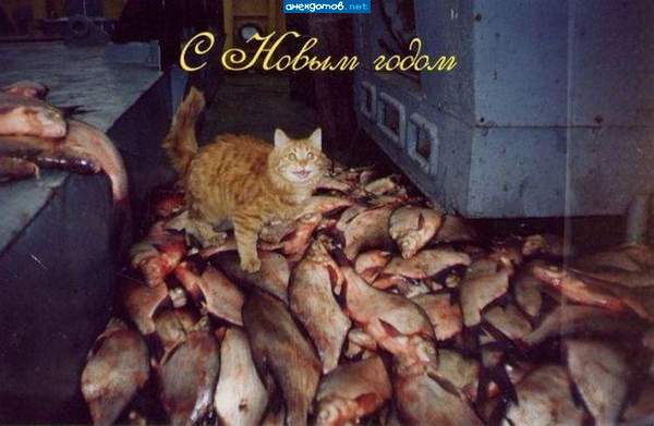 А где килька ?