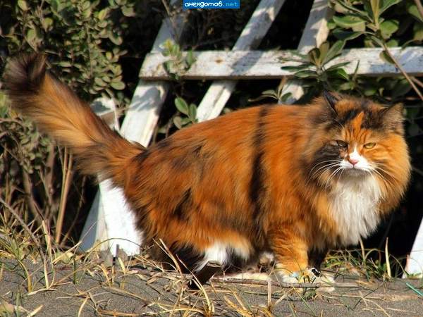 Bob, вообщето это кошка, русская кошка, щас она козла остановит и начнёт собаку спасать