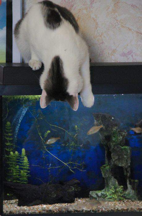 рыбы плюют на кота...