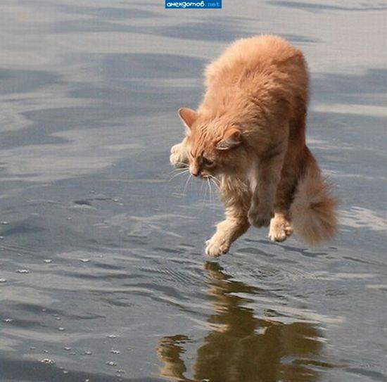 У кота лапы сухие. Значит его бросили в воду ради фото. Изверги!
