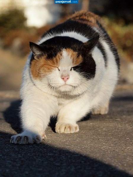 это не кот, а кошка - трёхцветная же!