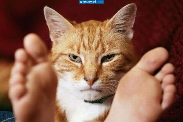Суровый котэ!Уже не одна хозяйка с ним ноги протянула....