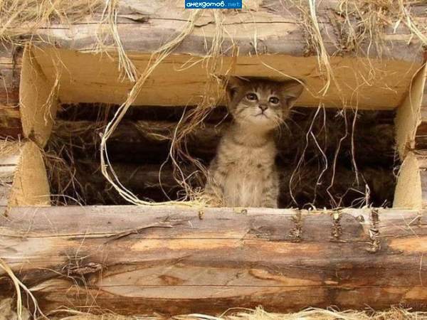дума про Ковпака