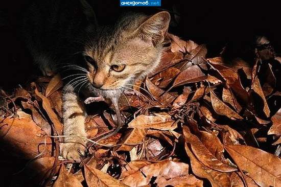ни одна кошка не знает, что она домашняя