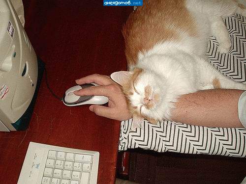 Вконтакте.мяу