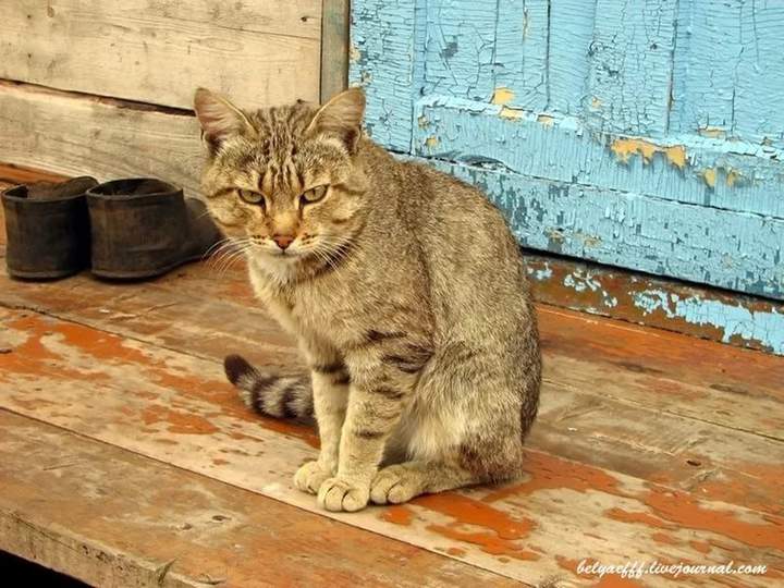 Кот не грустный,кот суровый!
