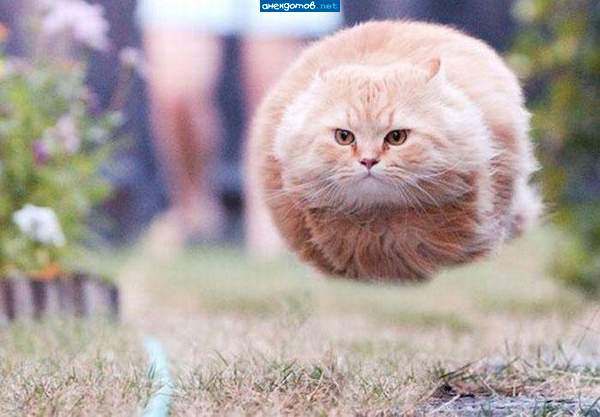 Котатая ракета