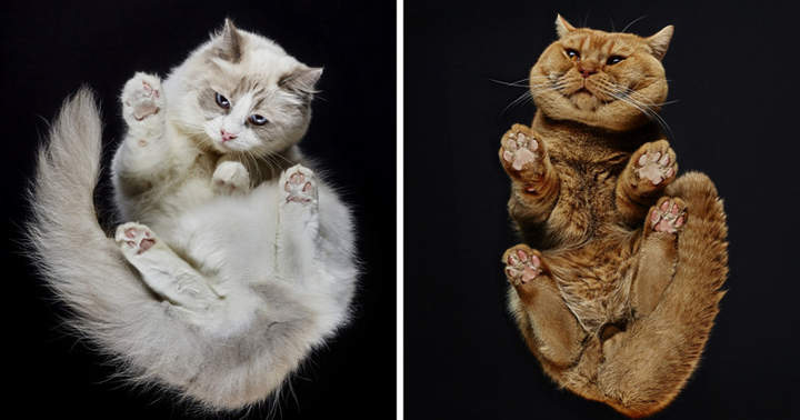 Фотограф! Ты зачам под стеклянный стол залез?